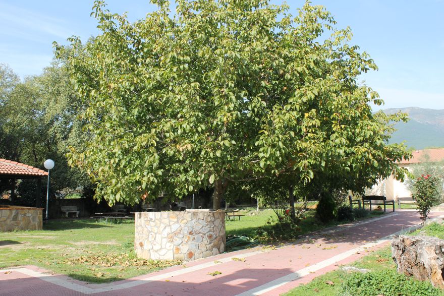 Foto exterior del jardín con detalle del pozo